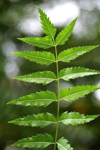  6 Benefits of Consuming Indian Lilac (Neem)

