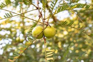 5 Nutritious Alternatives to Unhealthy Foods