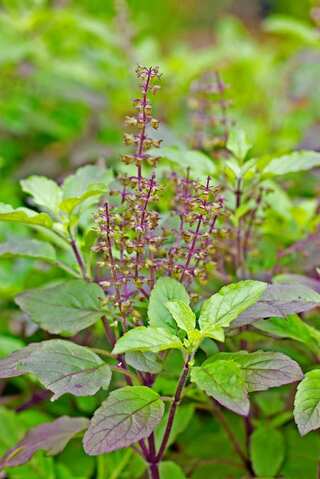 Queen of Herbs: 6 Reasons to consume Tulsi Leaves Daily