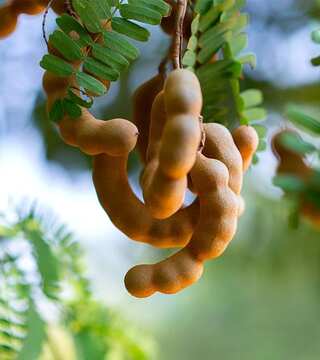 5 Health Benefits of Tamarind You Cannot Ignore
