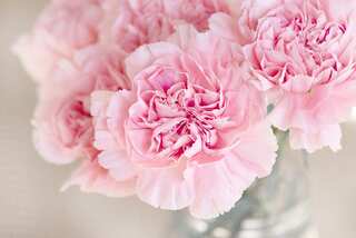 7 Longest Living Flowers You Can Use to Decorate Your House  