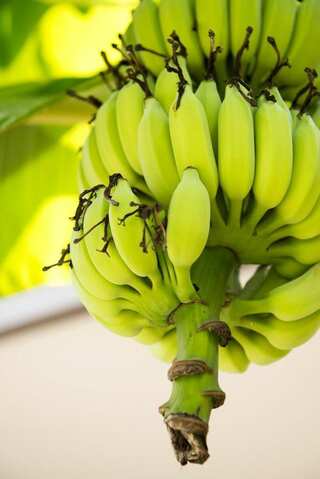 Green Banana Benefits: 
Top 5 Health Benefits of Raw Bananas 

