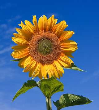Do you have Hypervitaminosis E? Check these symptoms