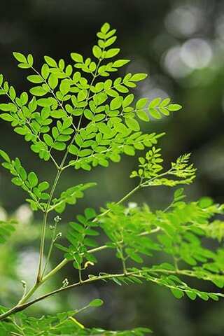 5 Health Benefits of Moringa Oleifera
