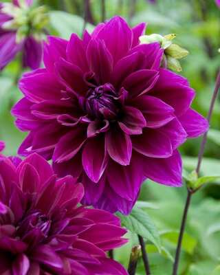 6 Best Balcony Plants For Winter
