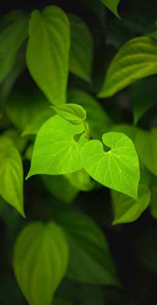 6 Amazing Health Benefits Of Giloy (Tinospora cordifolia) 


