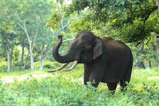 7 Enchanting Jungle Safaris in India to Explore This Winter
