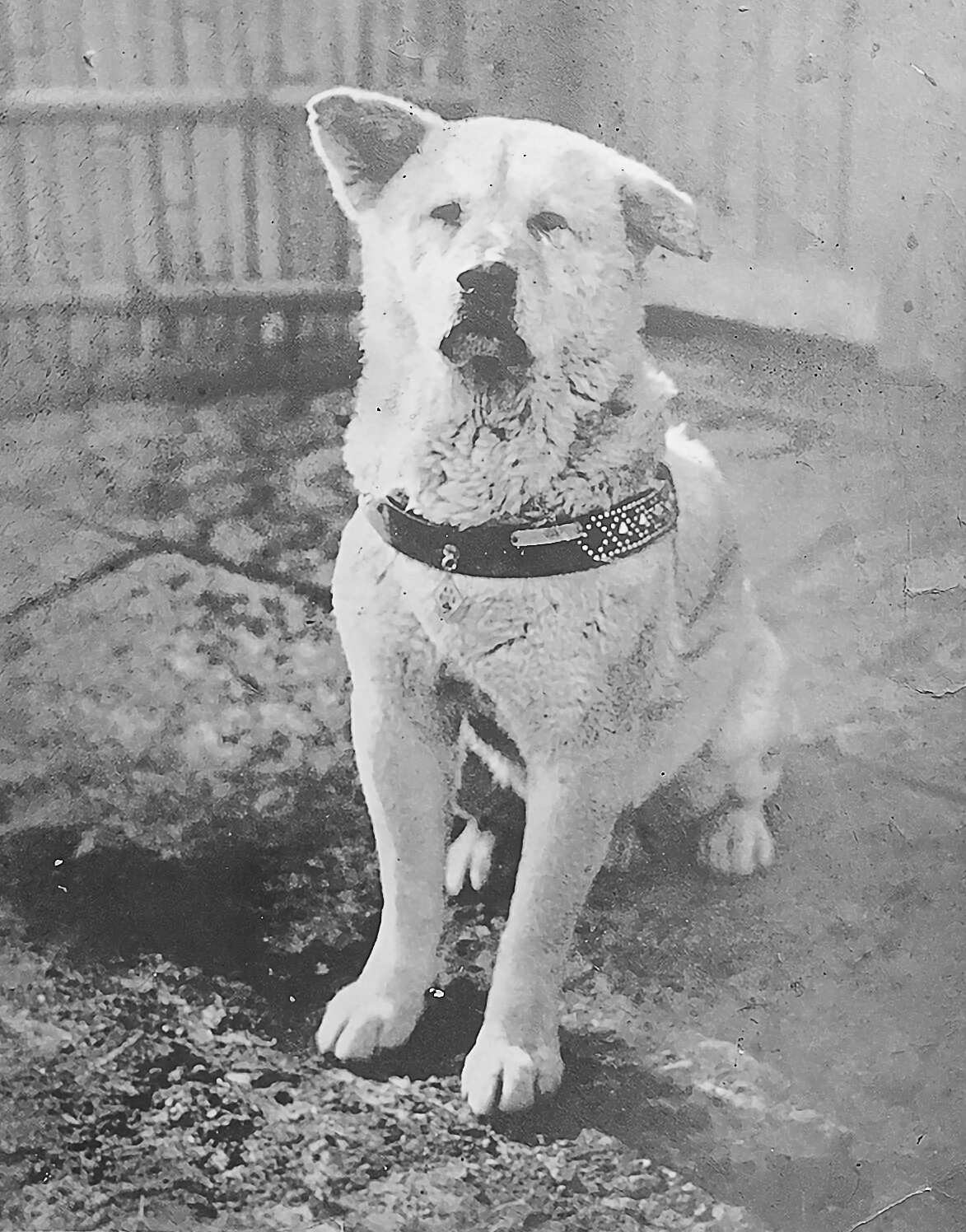 1699520757041_FaithfulDogHachi