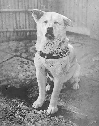 Hachikō, Japan's faithful dog, turns 100