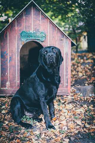 6 Ways to Make Your Garden Dog-Friendly 