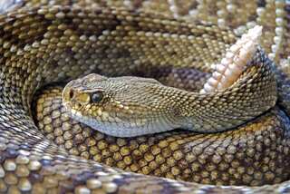Venomous Virtuosos: 10 Most Toxic Animals on Earth