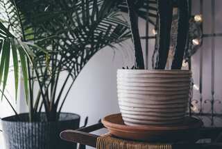 6 Houseplants Good For Those With Allergies
