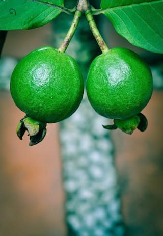 6 Health Benefits of Drinking Guava Leaf Tea in Winters