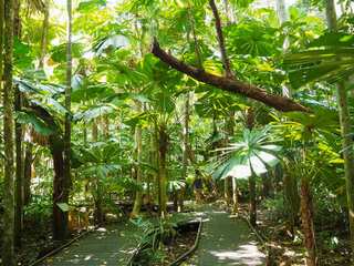 6 Oldest Forests in the World  