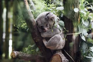 7 Animals Who Hardly Sleep Their Entire Life
