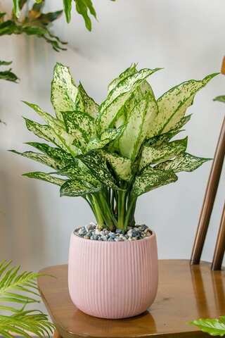 Indoor Plants That Don't Die in Winter
