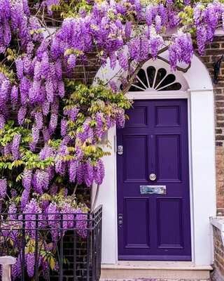 Flowering Vines that will add life and colour to your house
