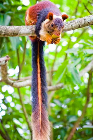 8 Lesser-known Animals Worth Spotting in Indian Sanctuaries 
