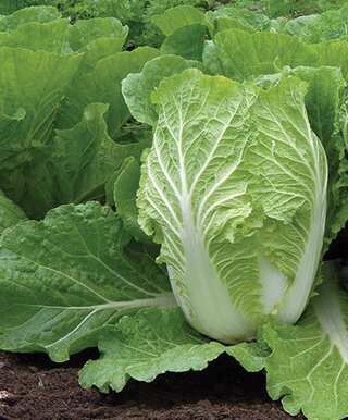 5 Health Benefits of Napa Cabbage