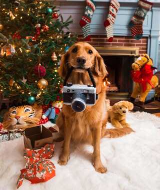 5 Cute Christmas Gifts for Your Furry Friends
