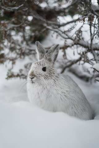 6 Animals That Change Colour in Winters