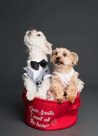 Dos and Don'ts of Grooming Your Pets at Home