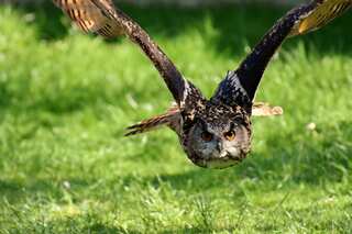 Feathers, Whispers, & Wisdom: 7 Bizarre Facts About Owls 