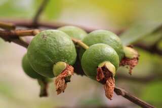 6 Health Benefits Of Diabetes-friendly Pink Guava