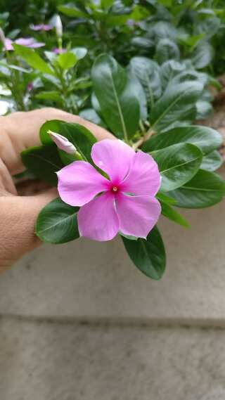 The Ayurvedic herb Sadabahar Used for Diabetes Management
