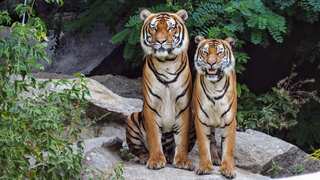 Flamboyance, Murder, and More: 8 Quirky Collective Nouns for Animals 