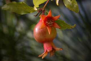 6 Fruits Which Are Rich Sources Of Iron
