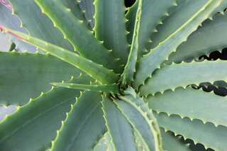 8 Ways To Use Aloe Vera Gel For Increasing Hair Growth 
