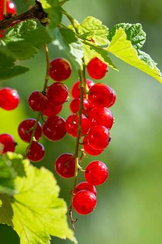 6 Superfoods Which Prevent Kidney Stones 
