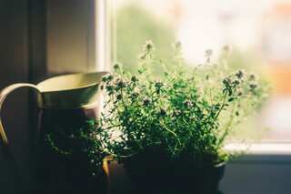 8 Houseplants Which Don't Die In Fog