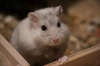 7 Animals Who Eat Their Own Babies