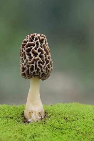 Top 5 Most Expensive Mushroom Varieties 
