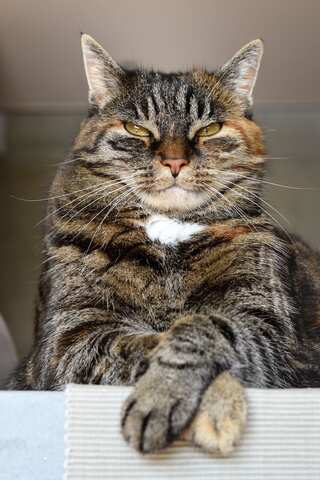 6 Cat Infections That Can Get to Humans
