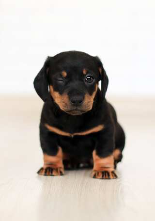 5 Ways Dogs Can Keep Humans Away From Dementia