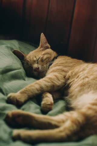 7 Reasons Why Your Cat Is Sleeping More in Winters