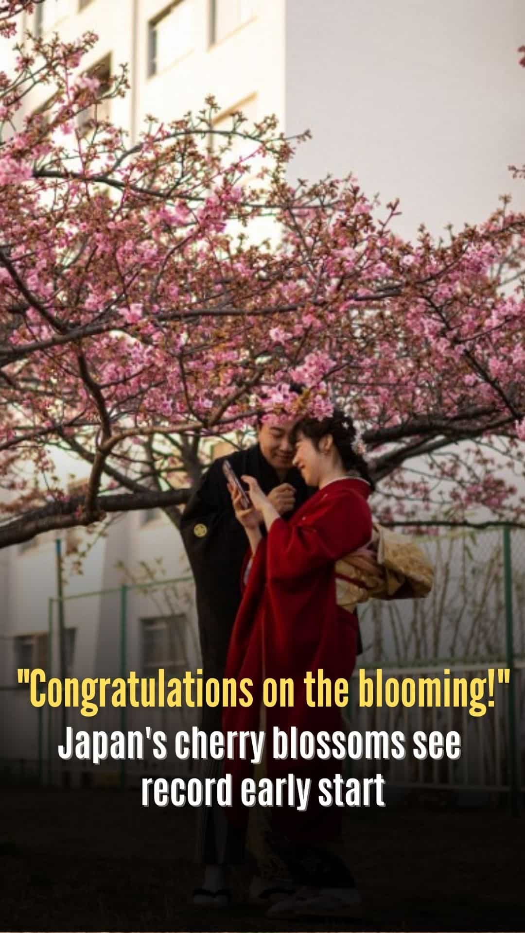 Japan's cherry blossoms see record early start