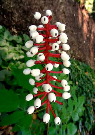 World's Most Poisonous Plants 