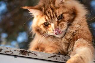 Fancy Felines: The World’s Top 10 Most Expensive Cats 
