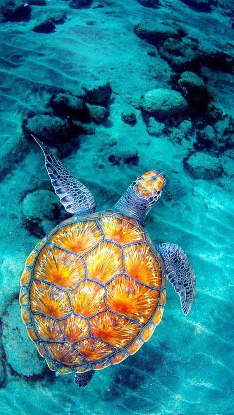 Wion News