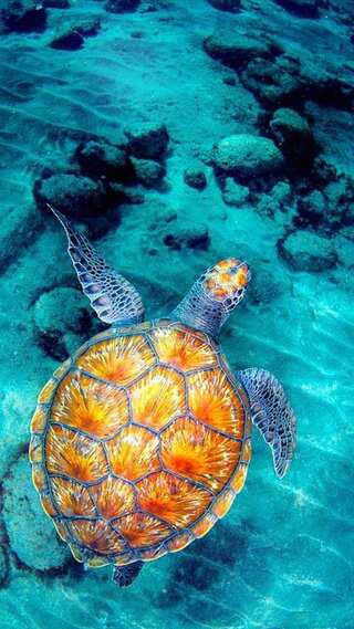 7 Strangest Sea Creatures You’ve Probably Never Heard Of 