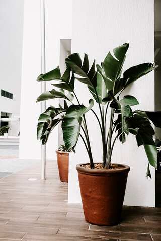 7 Common Plants That Bring You Bad Luck