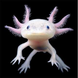 10 Of The Strangest Animals Inhabiting Our Planet