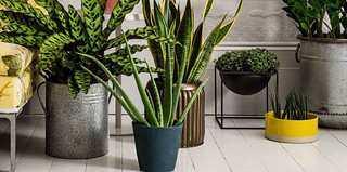 10 Plants That Attract Money Into Your Home And Office