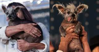 Meet Scooter, Winner of the World’s Ugliest Dog Contest