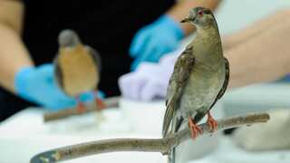 6 Animals That Have Gone Extinct In Last 100 Years