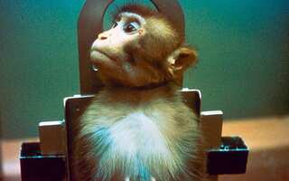 8 Most Cruel Science Experiments Ever Done